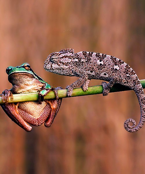 img blog landing Why You Need a Move Manager, Not Just Movers